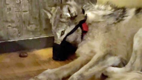 Disturbing Video Released By Game And Fish Shows Tortured Wyoming Wolf