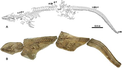 Platecarpus Tympaniticus Squamata Mosasauridae Osteology Of An