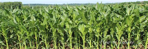 How To Estimate Corn And Soybean Yields Farm And Dairy