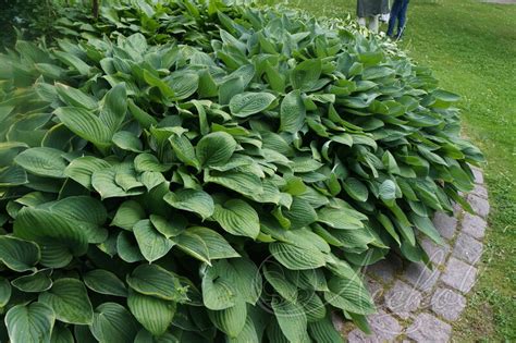 Хоста Форчуна (Hosta fortunei `Hyacinthina`) - Хоста Форчуна