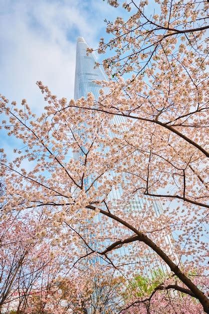 Premium Photo Blooming Sakura Cherry Blossom Alley In Park