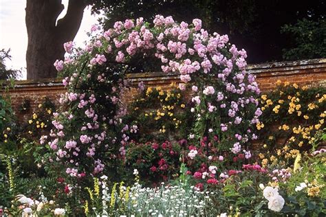 Which Trellis Is Best For Climbing Roses? - Garden Patch