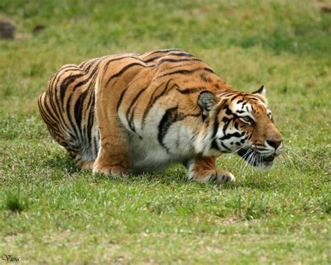 Tiger Pounce Big Cats Wild Cat Species Cat Anatomy