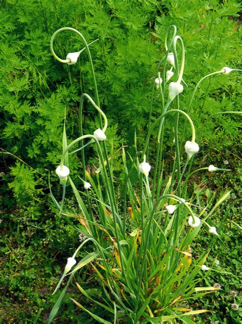 Tree Onions Keep On Giving Indiana Yard And Garden Purdue Consumer