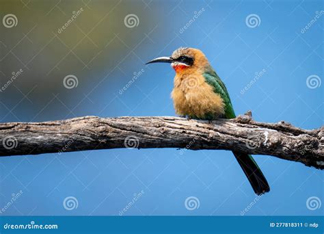 White Fronted Bee Eater Perches On Branch Facing Left Stock Image