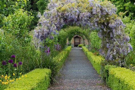 Wisteria Trellis How To Train Wisteria Plantura