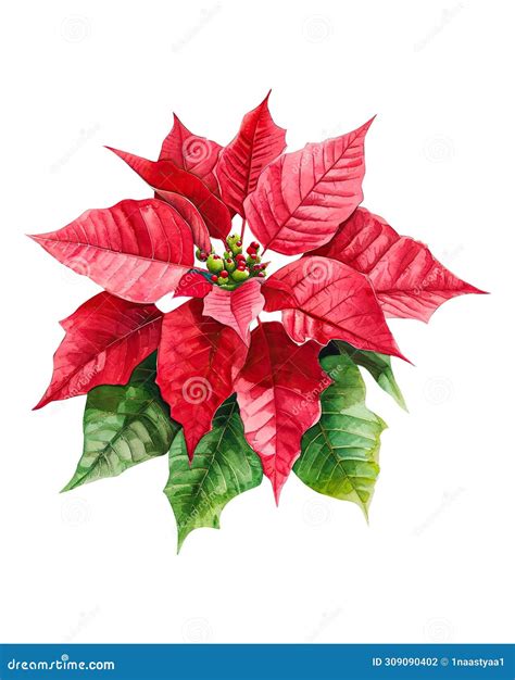 Poinsettia, Watercolor Flowers Stock Illustration - Illustration of ...