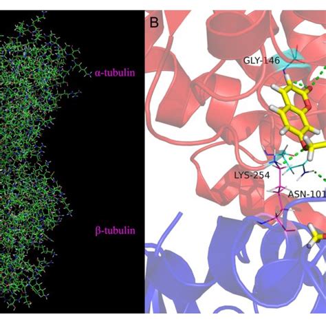 Binding Mode Of B In The Colchicine Site Of Tubulin A Docking