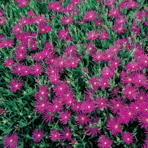 Ice Plant Ground Cover Lowes - ground cover and shrubs