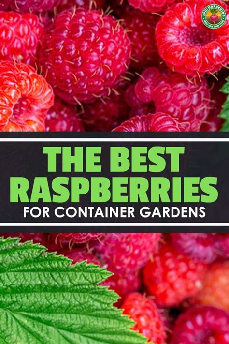 Growing Raspberries In Containers Doing It Right Epic Gardening Growing Raspberries