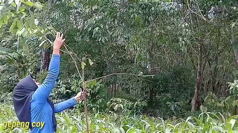 Mikat Burung Kutilang Di Kebun Jagung Dengan Cara Yang Sangat Sederhana