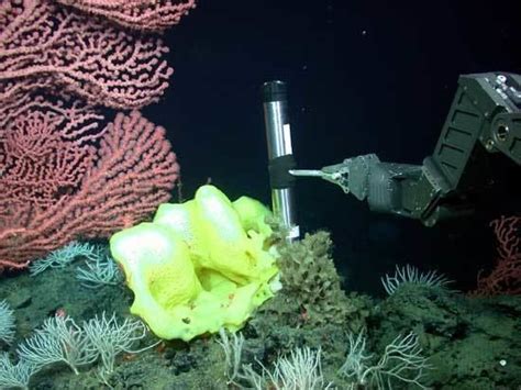 Davidson Seamount Alchetron The Free Social Encyclopedia