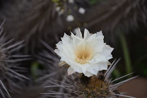 Free photo: flowering desert, cactus, flowers, flower, desert, nature ...