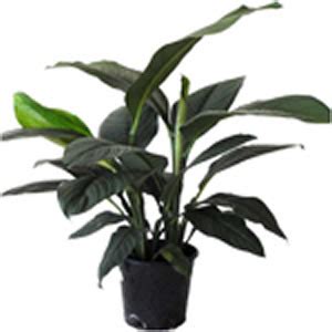 Indoor Foliage Plants