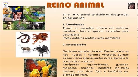 El Reino Animalia Animales Escuelapedia Recursos