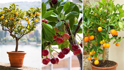 Best Fruits To Grow In Pots