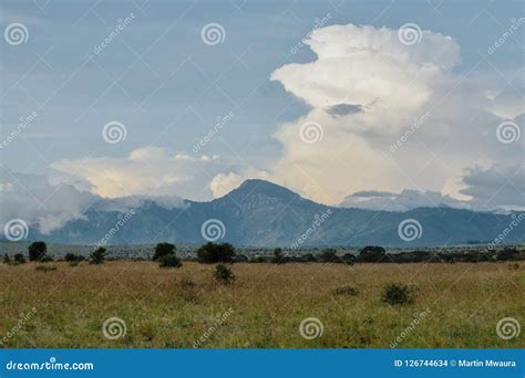 Savannah Grassland in Tsavo National Park, Kenya Stock Photo - Image of safari, background ...