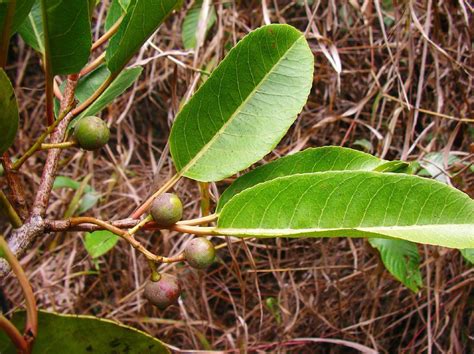 Pygeum Africanum Propriet Utilizzo Controindicazioni