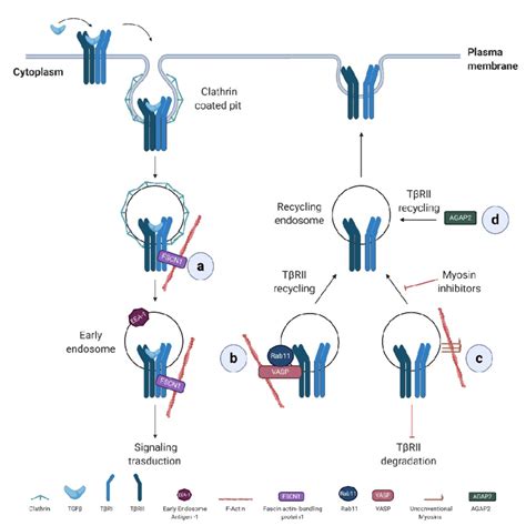 Actin regulatory proteins controlling TGFβ type I receptors TβRI and