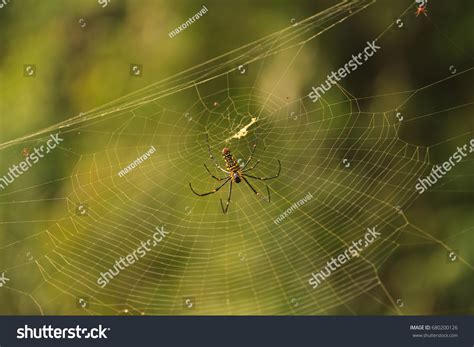 Nephila Maculata Giant Wood Spider Stock Photo 680200126 Shutterstock