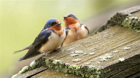 Wallpaper birds, couple, caring hd, picture, image