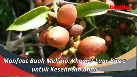 Manfaat Buah Melinjo Khasiat Luar Biasa Untuk Kesehatan Anda Biotifor