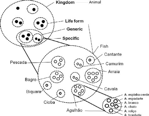 Schematic Representation Of The Ethnobiological Classification