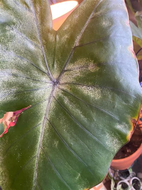 Is this a scale or some other fungus / insect. Is it something I can