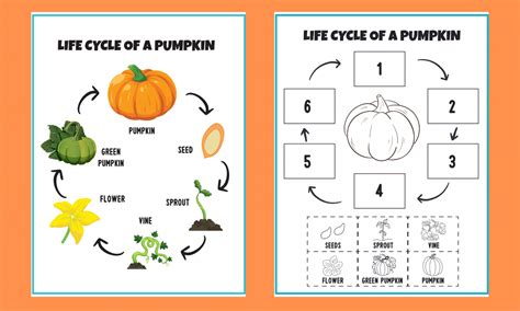 Life Cycle Of A Pumpkin Little Bins For Little Hands