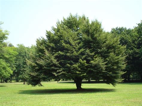 Характеристика дерева бук: плод, листья. Выращивание