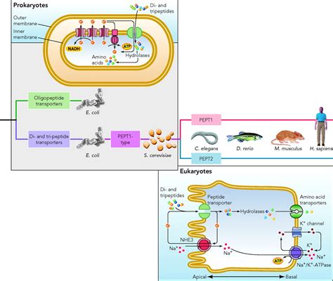 From Bacteria To Man Archaic Proton Dependent Peptide Transporters At