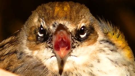 Yellow Rumped Warbler Call Sound Cute Close Ups Song Bird Youtube