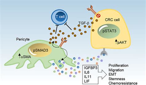 Molecular Oncology Vol 14 No 10