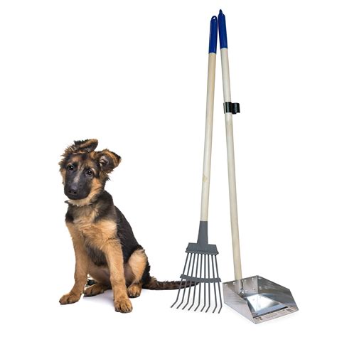 how to make dogs poop more solid