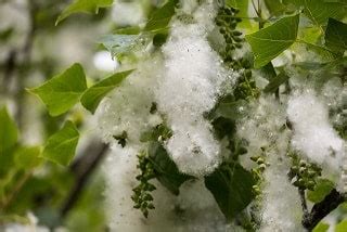 Настойка тополя: рецепт, свойства, применение