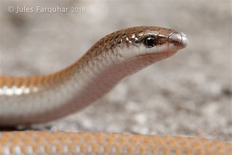 Flap Footed Lizards Pygopodidae Flickr