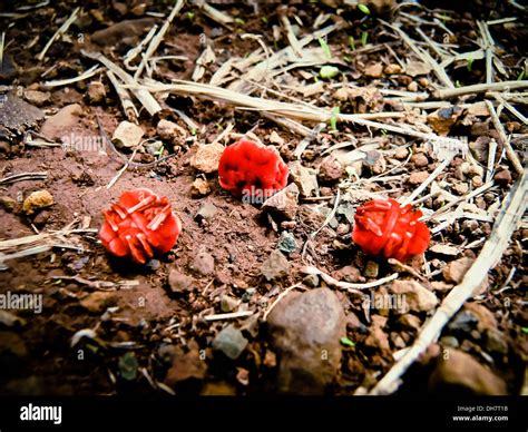 Red Velvet mite Stock Photo - Alamy