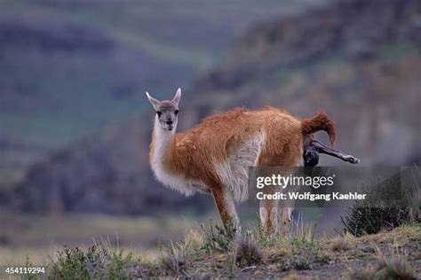 guanaco baby   premium high res pictures getty images