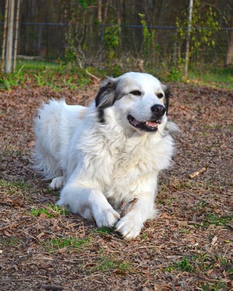 Anatolian Shepherd Great Pyrenees Mix Info Pictures Facts Faqs And More