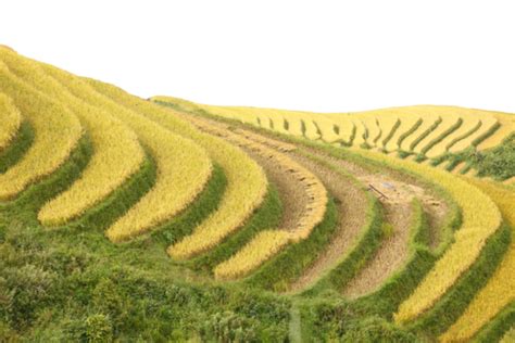 Rice Terraces Png Transparent Images Free Download Vector Files Pngtree