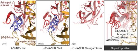 Comparison Of The Binding Site Of AChBP ImI Complex PDB ID 2c9t