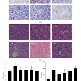 A1 Representative Light Photomicrographs Of Rat Liver Specimens For