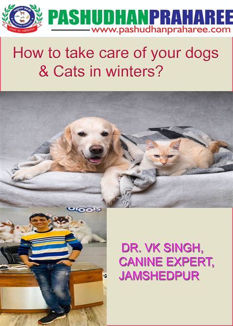 How to take care of your dogs & Cats in winters?