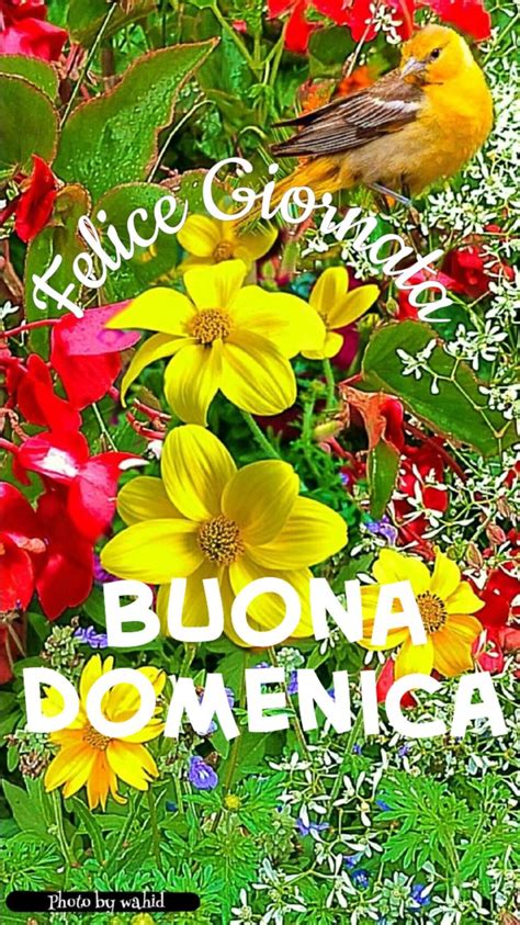 Pin Di Paler Constanta Su J Cujmm Buona Domenica Domenica Auguri Di