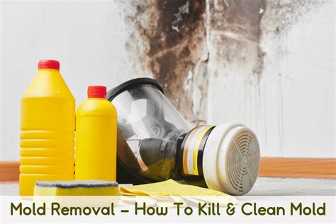 Mold Removal & How To Kill Mold | Mold Help For You