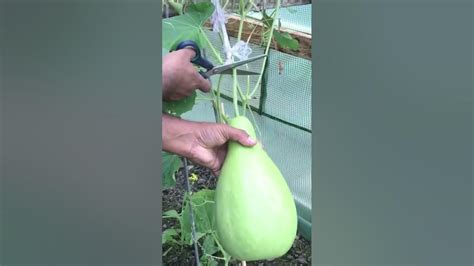 First Bottle Gourd Harvest 2022 Bangla Lau Shorts Youtube