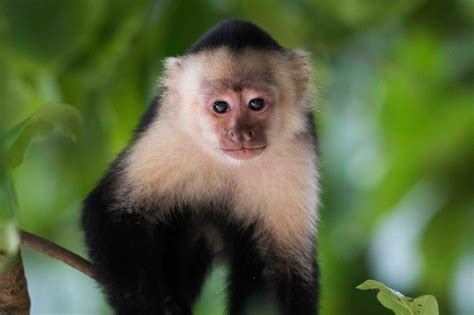 19 Fascinating Capuchin Monkey Facts - Facts.net