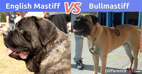 English Mastiff vs. Bullmastiff: What’s The Difference? | Difference 101