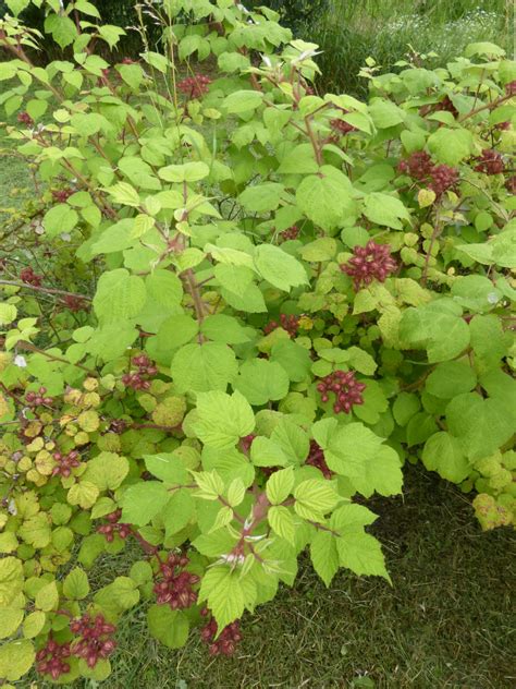 Rubus phoenicolasius - Trees and Shrubs Online