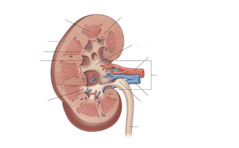 BMS 508 Lab Urinary System Kidney Diagram Quizlet